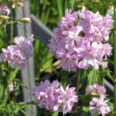 Saponaria officinalis Rosea Plena