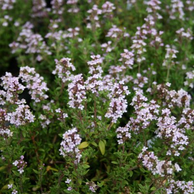 Thymus vulgaris Compactus