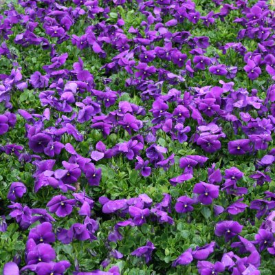 Viola x williamsii Monica, Bukettviol