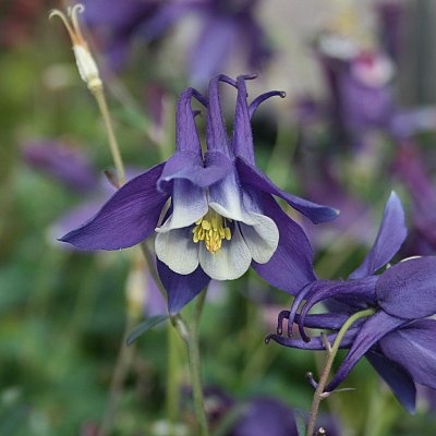 Aquilegia hybr. Spring Magic Navy & White