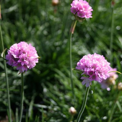 Armeria maritima Splendens Perfecta
