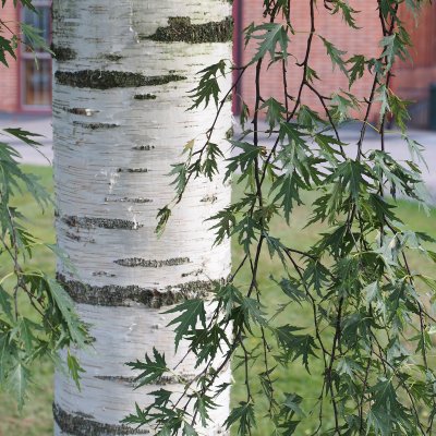 Betula pendula Dalecarlica E, Äkta Ornäsbjörk