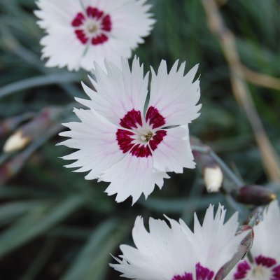 Dianthus plumarius Marieberg, Fjädernejlika, C11cm