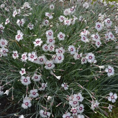 Dianthus plumarius Marieberg, Fjädernejlika, C11cm