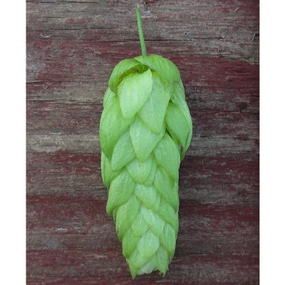 Humulus lupulus Korsta, Humle