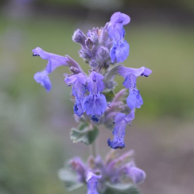 Nepeta racemosa Linghem, Bergnepeta / Kattmynta, C11cm