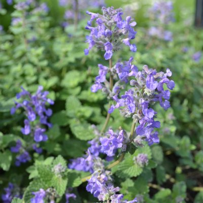 Nepeta racemosa Linghem, Bergnepeta / Kattmynta, C11cm