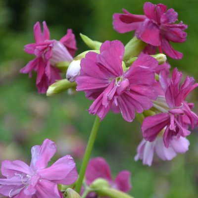 Saponaria officinalis Kvinnsgröta, Såpnejlika