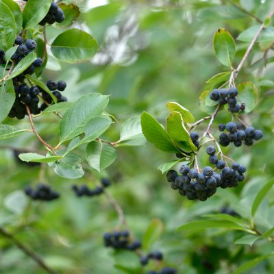 Aronia melanocarpa, Svartaronia
