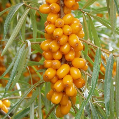 Hippophae rhamnoides Botanitjeskaja Ljubitelskaja