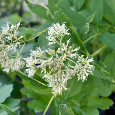 Eupatorium fistulosum f. albidum Ivory Towers, Flockel