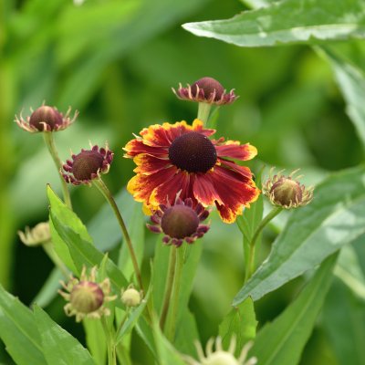 Helenium aut. hybr. Helena Rote Töne (Helena Red Shades)