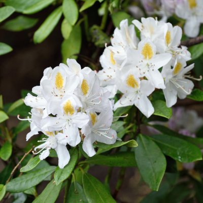 Rhododendron cataw. hybr. Madame Masson - Inkharho
