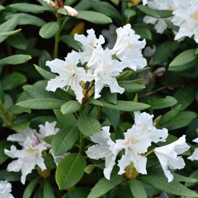 Rhododendron cauca. Cunningham´s White - Inkarho, Parkrododendron Inkarho, 30-40 C5