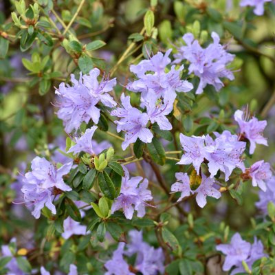 Rhododendron x lapponicum Blue Tit