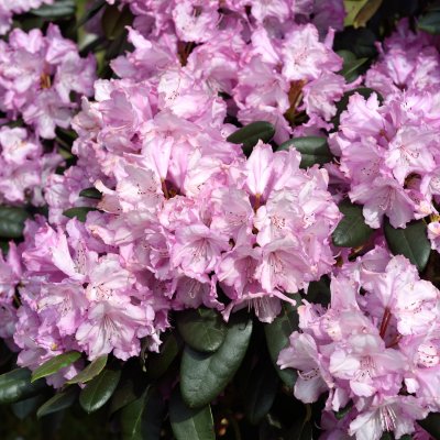 Rhododendron yak. Blurettia - Inkarho