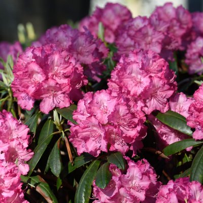 Rhododendron yak. Tatjana, Rododendron, 30-40 C5