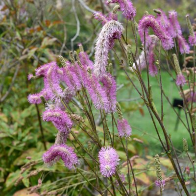 Sanguisorba Pink Brushes