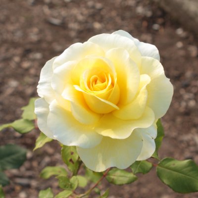 mini-flora Stockholm ™ (Stockholms Slott, Poulcas033), Rabattros, C4