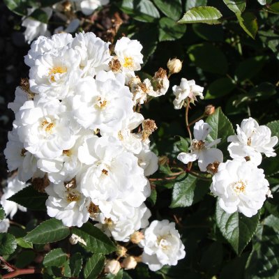 polyantha Katharina Zeimet, Polyantaros, C4