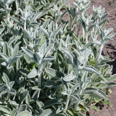 Stachys byzantina