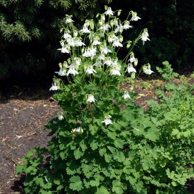 Aquilegia vulgaris
