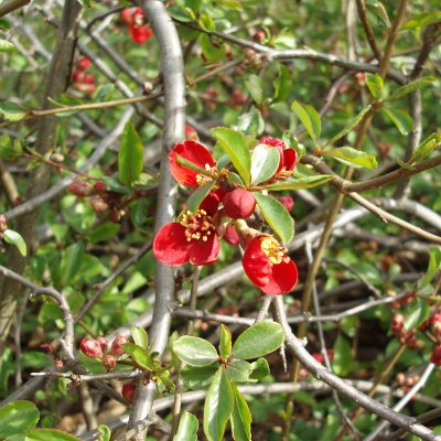 Chaenomeles x superba Crimson and Gold, Hybridrosenkvitten, busk C3,5