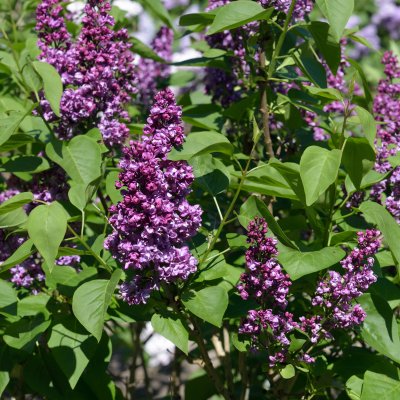 Syringa vulgaris Charles Joly, Ädelsyrén