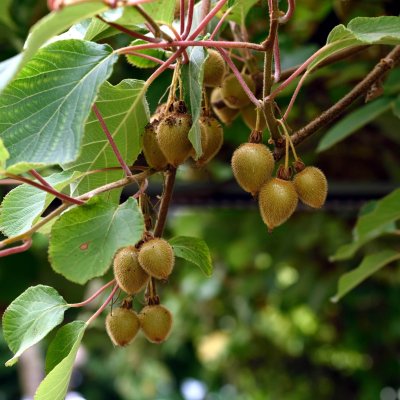 Kiwi