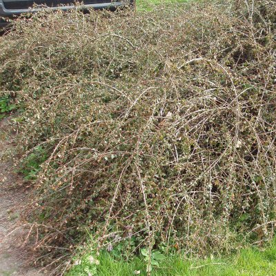 Cotoneaster suec. Skogholm, Skogholmsoxbär, 30-40 C2