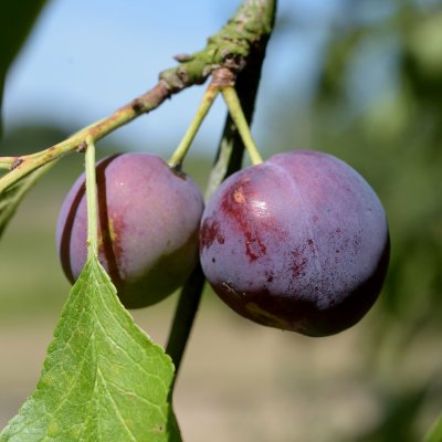 Plommon, Reine Claude d´Althan E, stam P. cer 2-års