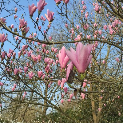 Magnolia liliiflora Heaven Scent