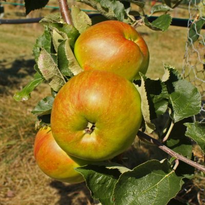 Höstäpple, Bramley (Bramley´s Seedling), Äpple, stam MM111 2 års co