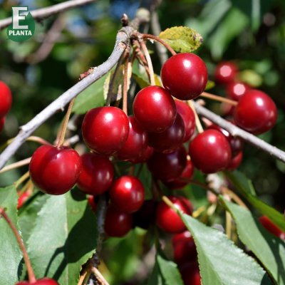 Surkörsbär, Fanal E (Heimanns Konservenweichsel), stam P.colt 2 års co