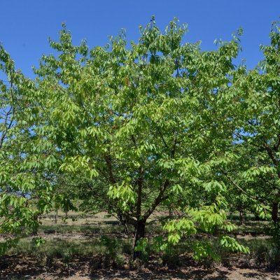 Sötkörsbär/Bigarrå, Gårdebo E, Låg Stam, stam GiSelA C10