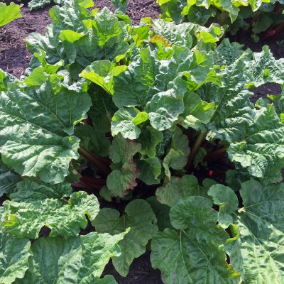 Rabarber Victoria 1st