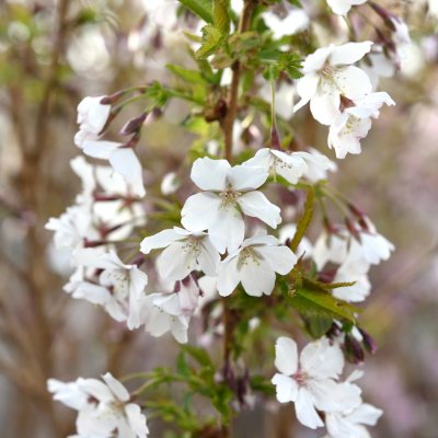 Prunus nipponica Brillant, Kurilerskörsbär