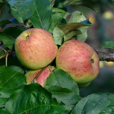 Höstäpple, Höstdessert E (Sügisdessert), stam A2 C10