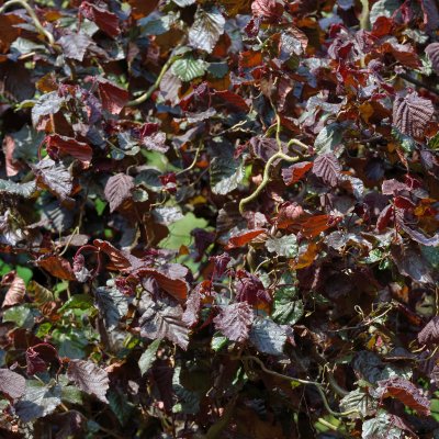 Corylus avellana Red Majestic ®, Blodhassel