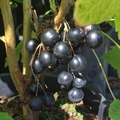 Ribes nigrum Petter ® E, Svarta Vinbär
