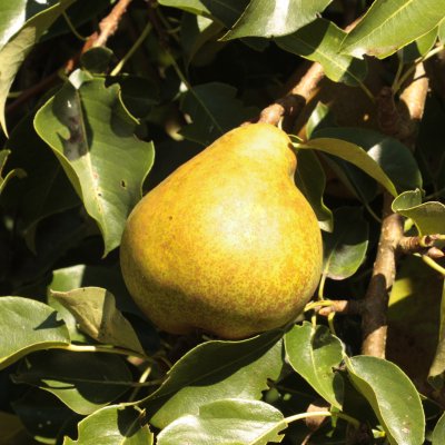 Päron, Carola E, stam P. com 2-års