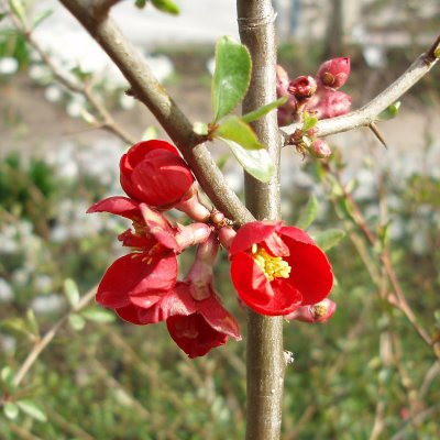 Chaenomeles x superba Crimson and Gold, Hybridrosenkvitten, busk C3,5