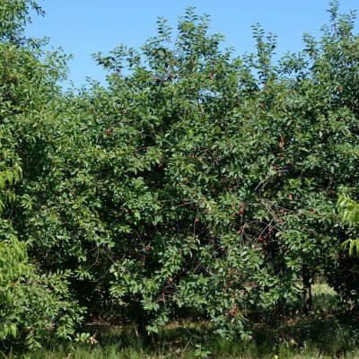 Skuggmorell E (Morello)