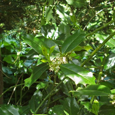 Ilex aquifolium Myrtifolia