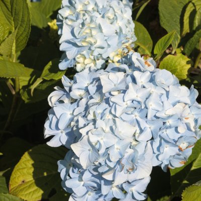 Hydrangea macrophylla Nikko Blue