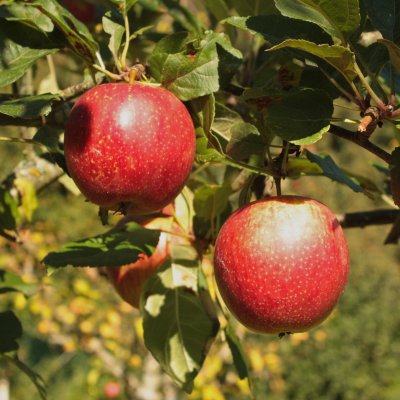 Höstäpple, Summerred, Äpple, stam A2 2 års co