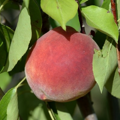 Prunus persica Frost