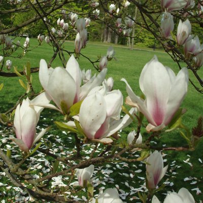 Magnolia x soulangeana