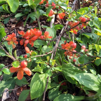 Chaenomeles japonica Cido, Liten Rosenkvitten