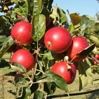 Höstäpple, Summerred, Äpple, stam A2 2 års co